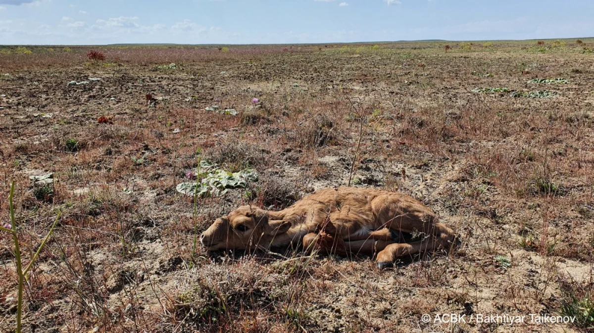 Фото Казахстанской ассоциации сохранения биоразнообразия «АСБК»