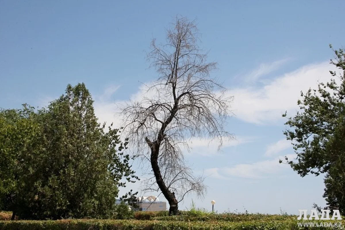 Фото из архива lada.kz