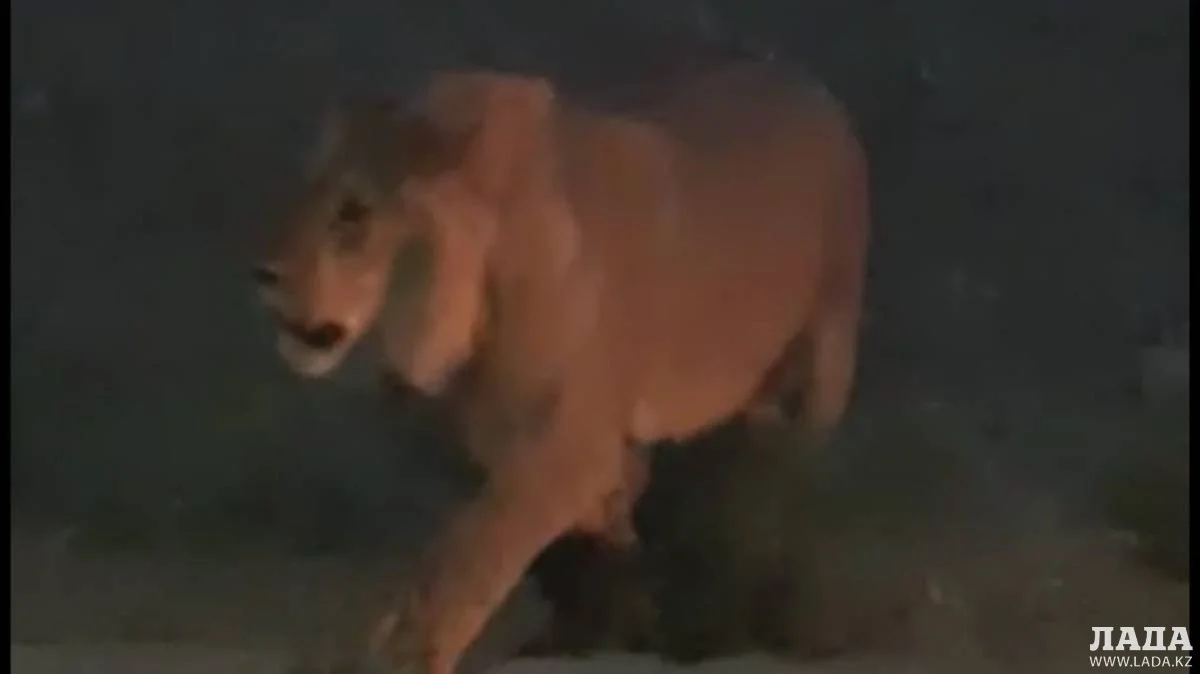 Скриншот видео