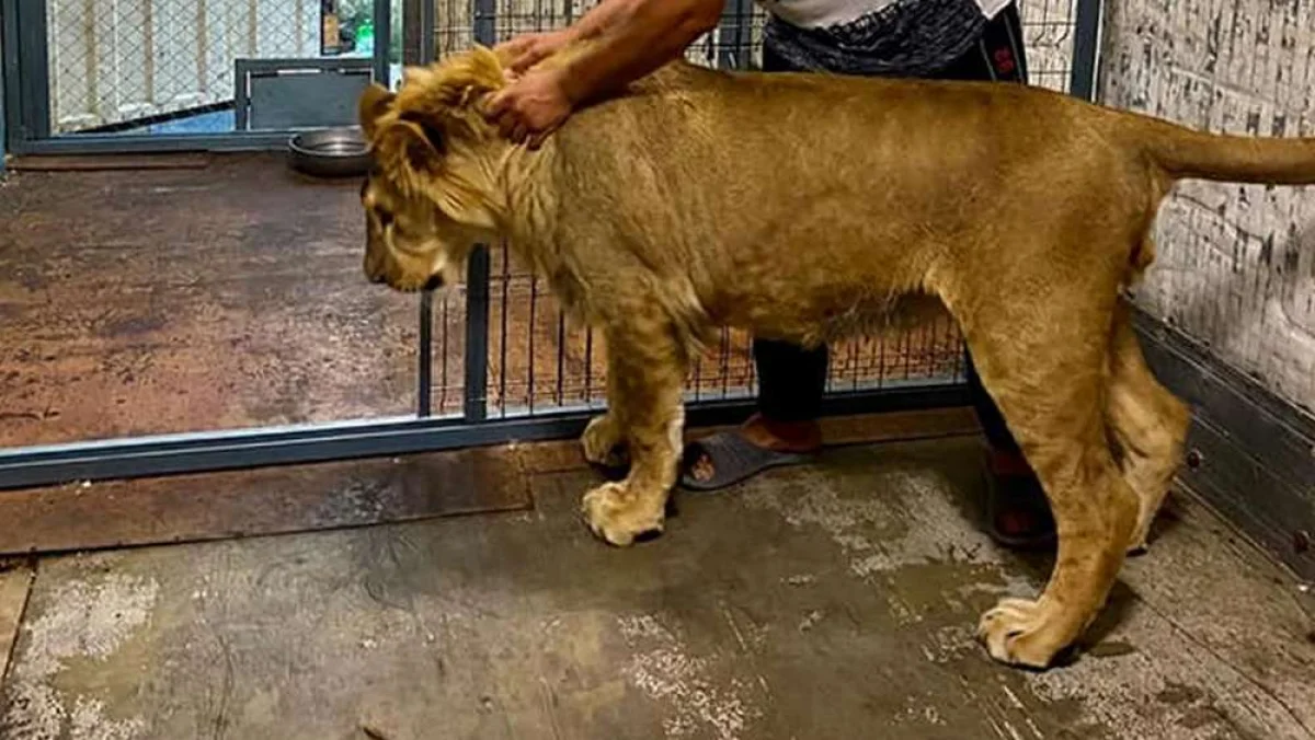 Фото из архива Lada.kz