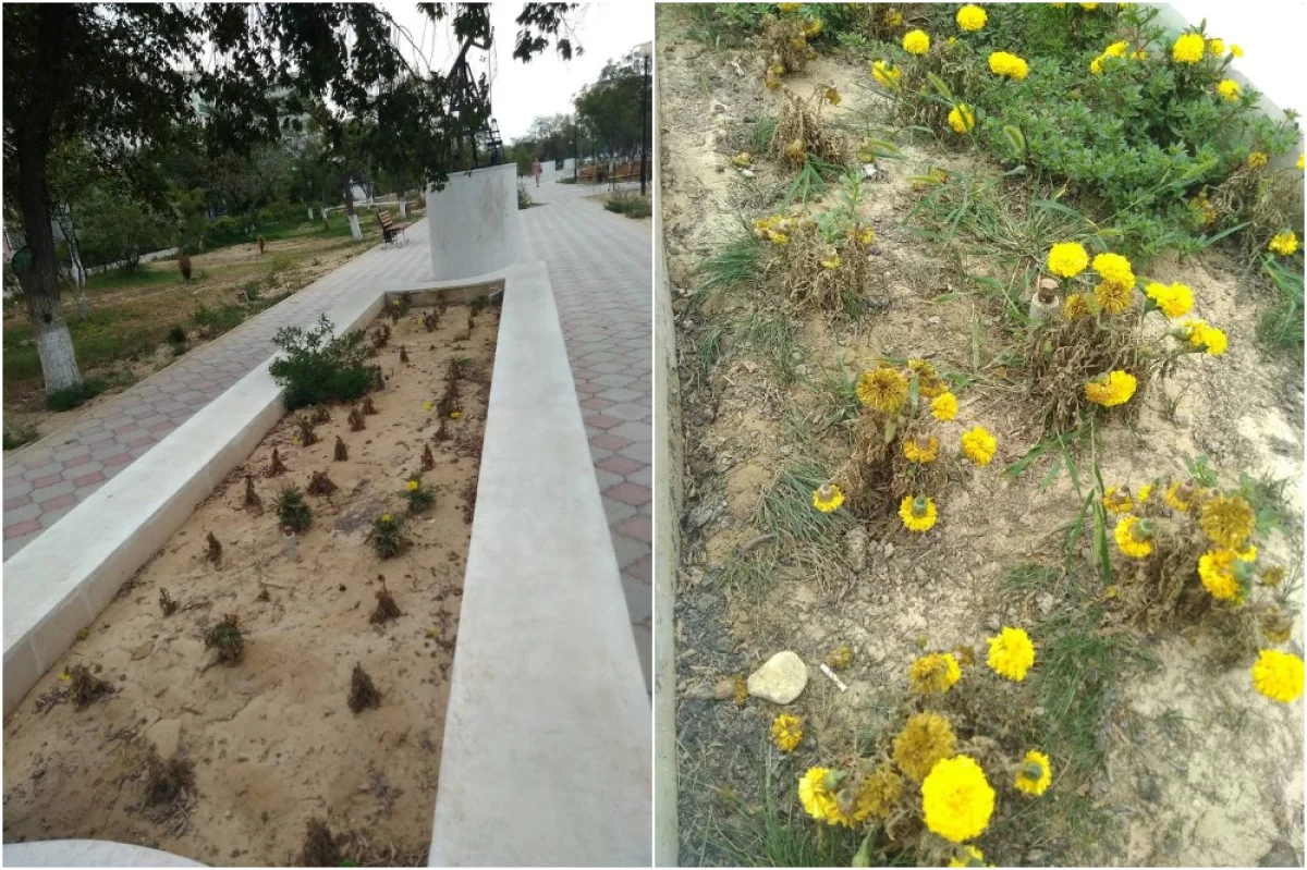 Коллаж из фотографий пользователей Сети