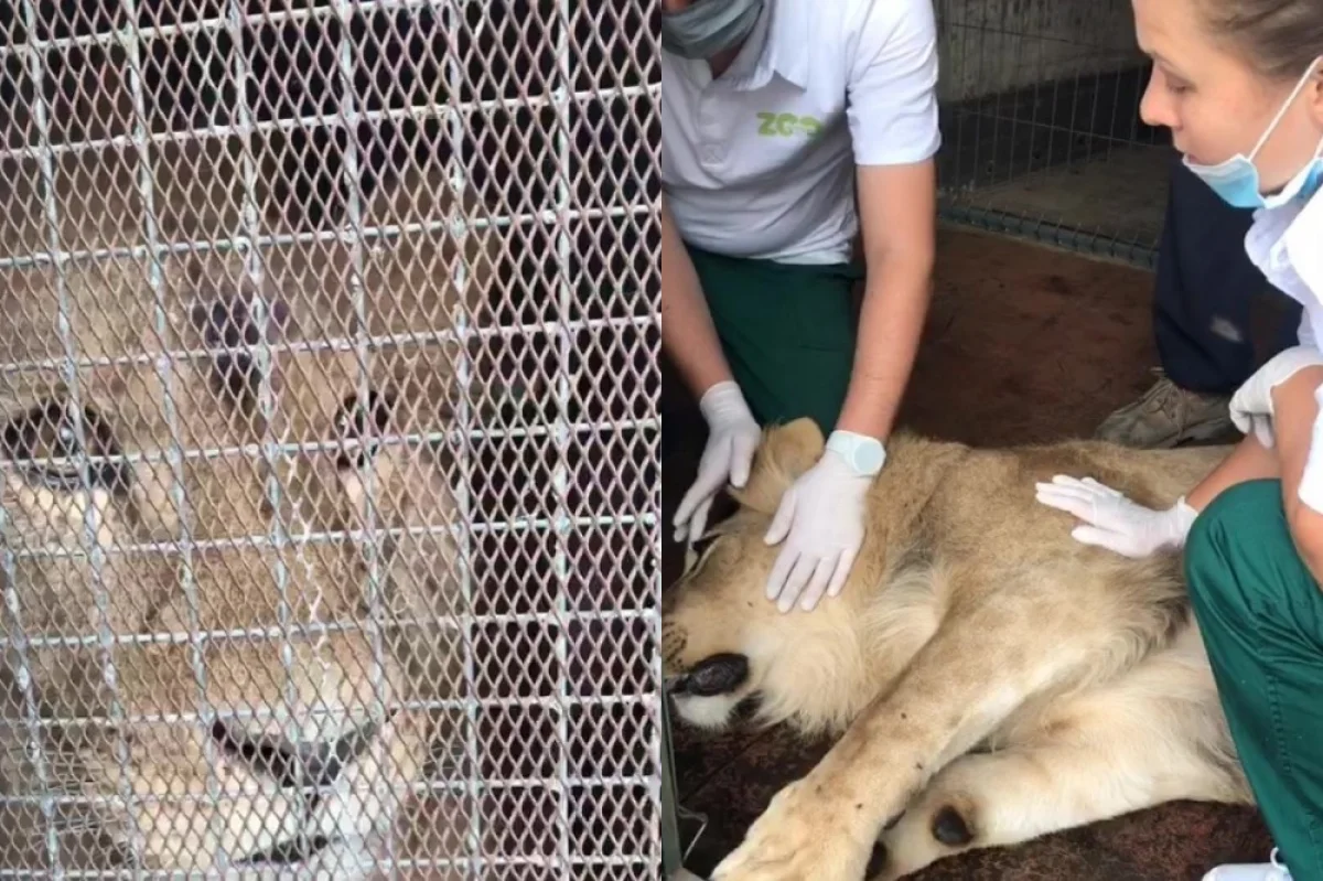 Коллаж из скриншотов видеоматериала