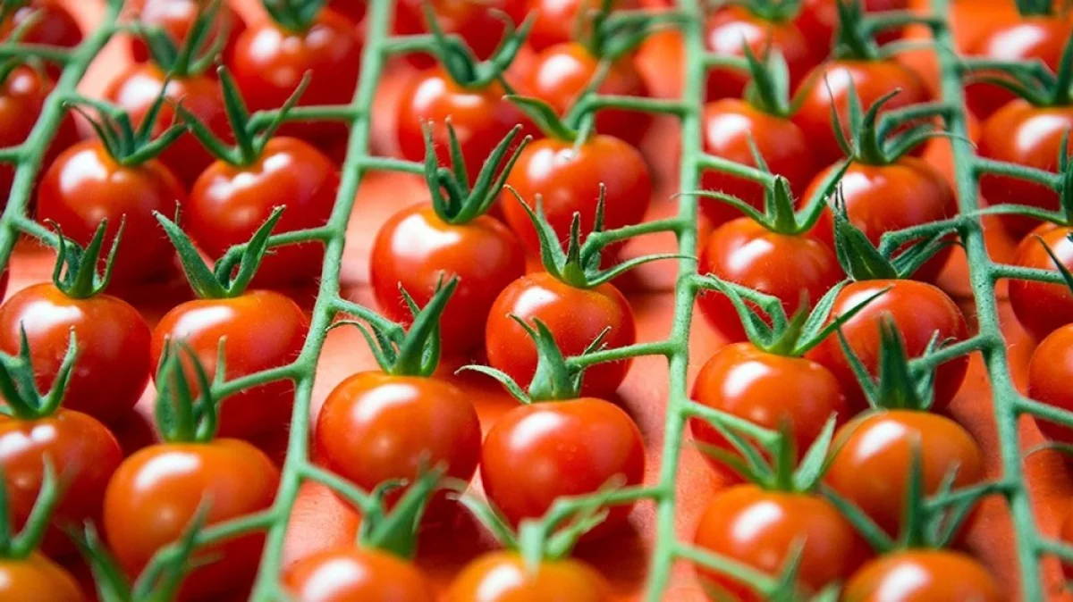 Иллюстративное фото с сайта kapital.kz