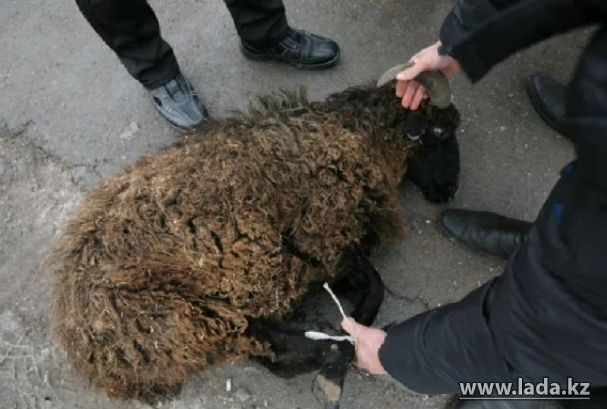 Фото из архива Lada.kz