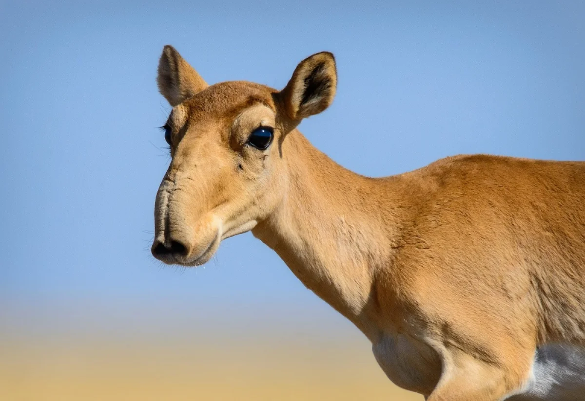 Иллюстративное фото с сайта web-zoopark.ru