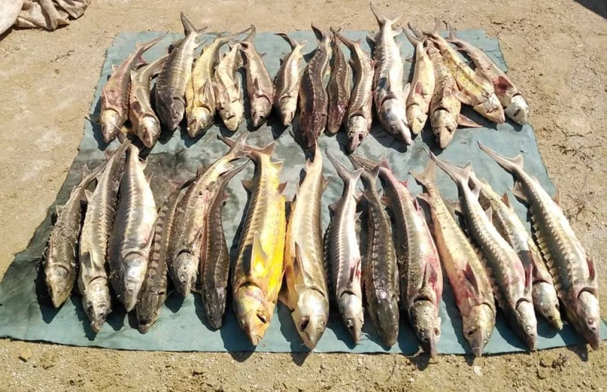 Фото предоставили в пресс-службе управления природных ресурсов и регулирования природопользования Мангистауской области