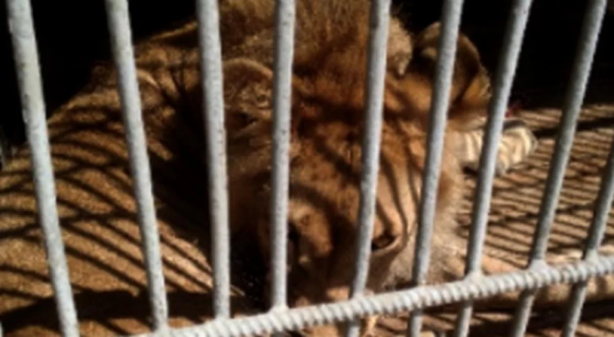 Симба. Кадр видео