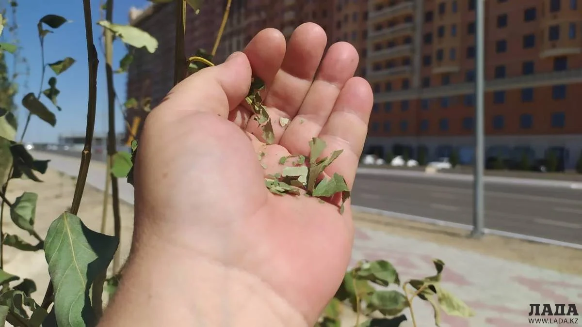 Фото Рашида Исмагилова