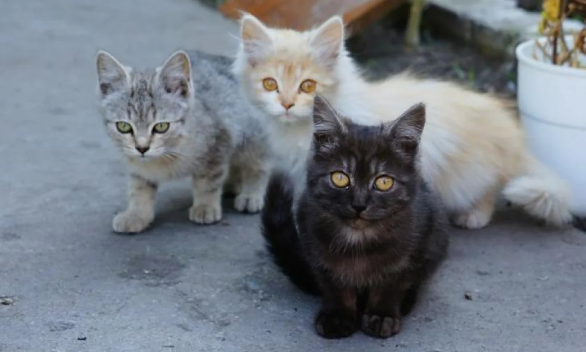 Иллюстративное фото