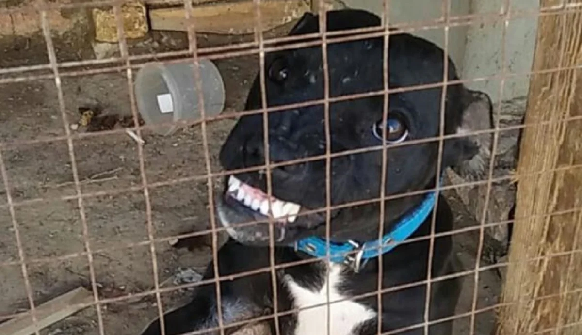 Фото предоставлено зоозащитниками Актау