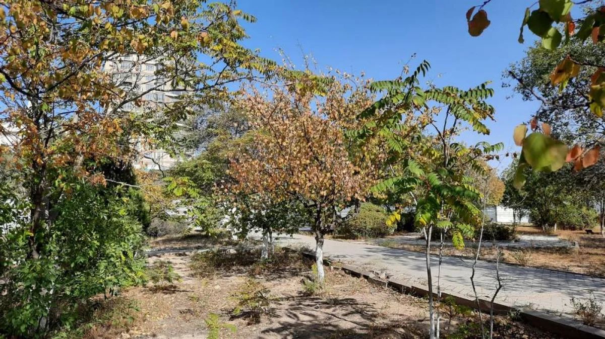 Плодовые деревья на огражденной территории