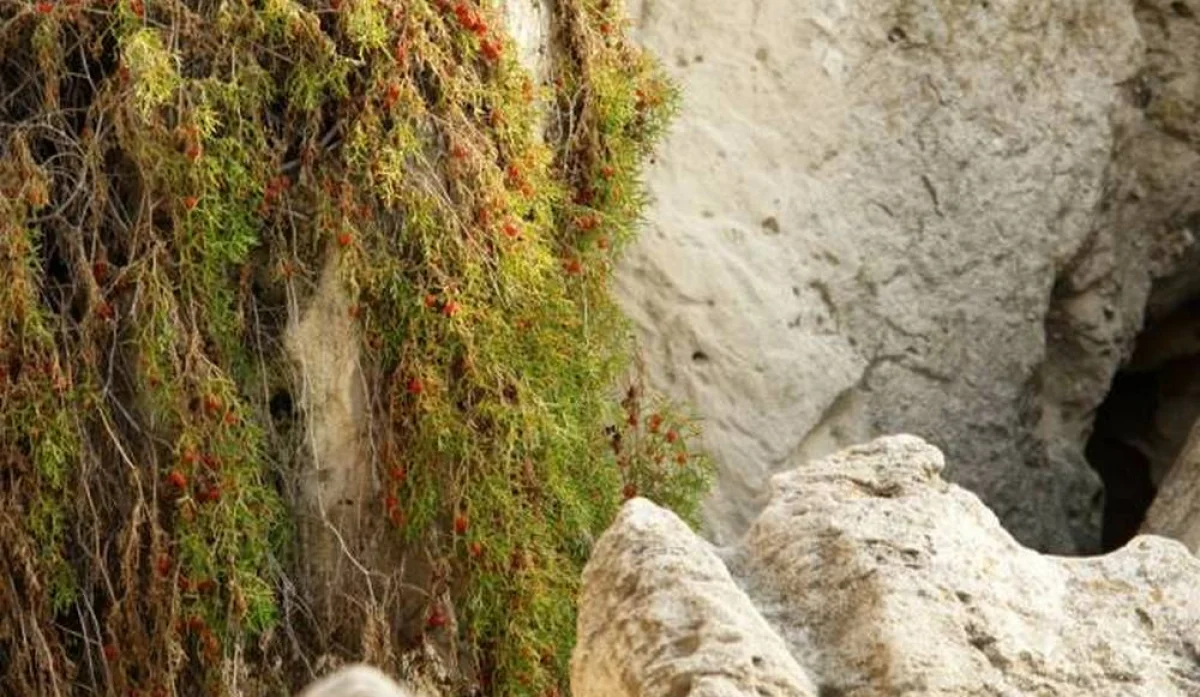 Фото Рашида Исмагилова из архива lada.kz