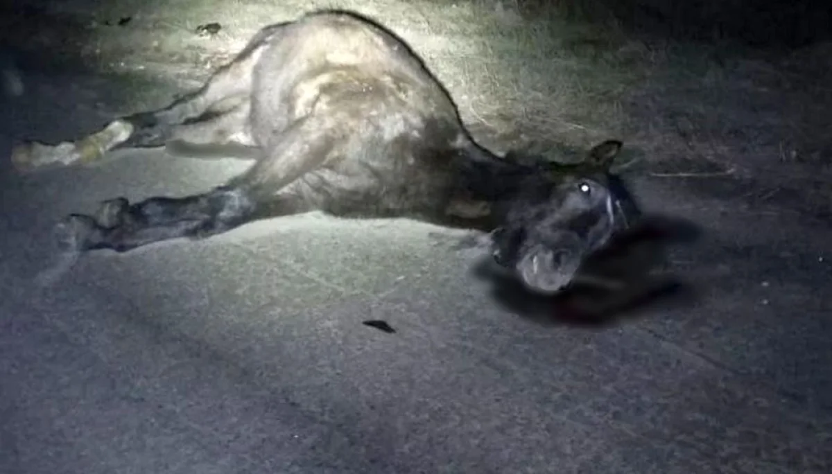 Фото из доступных источников