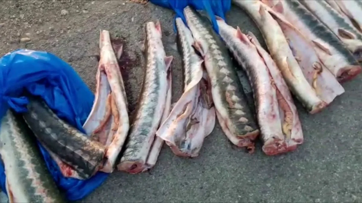 Фото из доступных источников