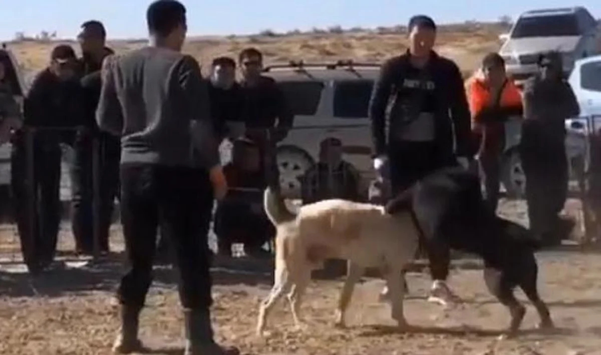 Скрин видео