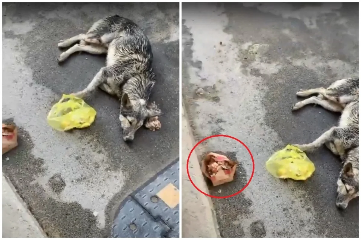 Коллаж из скриншотов видеоматериала