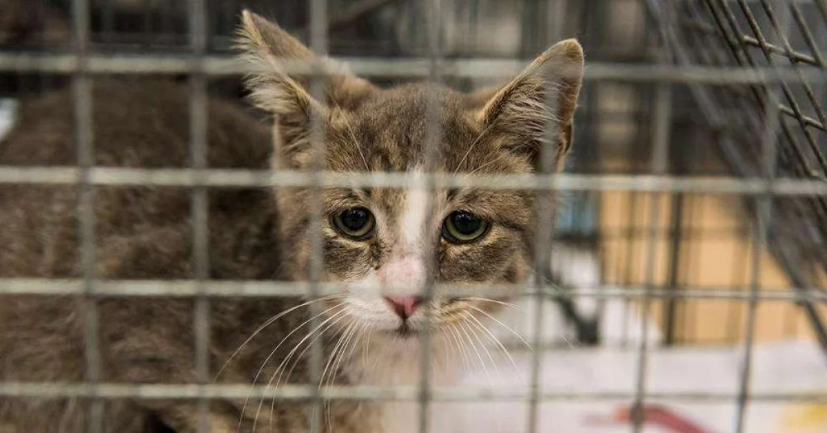 Фото из доступных источников