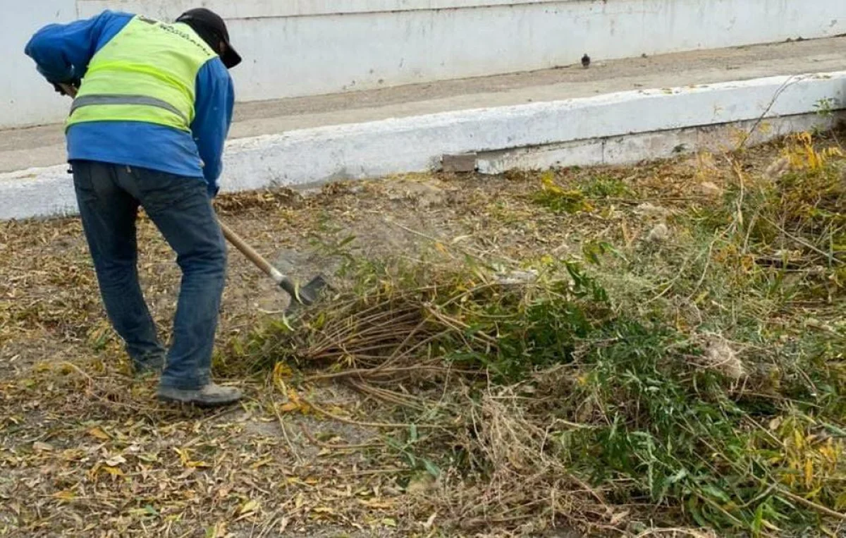Вырубка зеленых кустарников. Фото предоставила Наталья