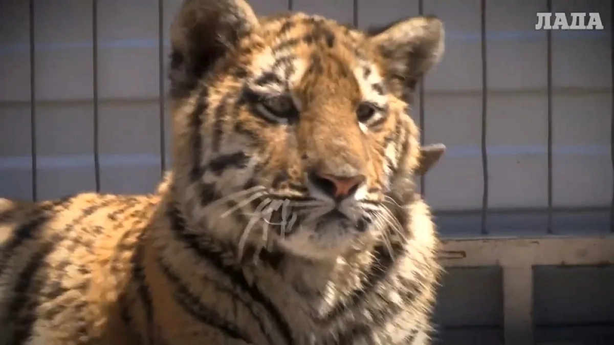 Фото Рашида Исмагилова