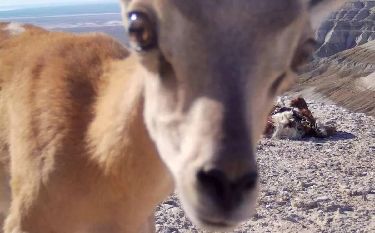 Фотография уриала с фотоловушки АСБК