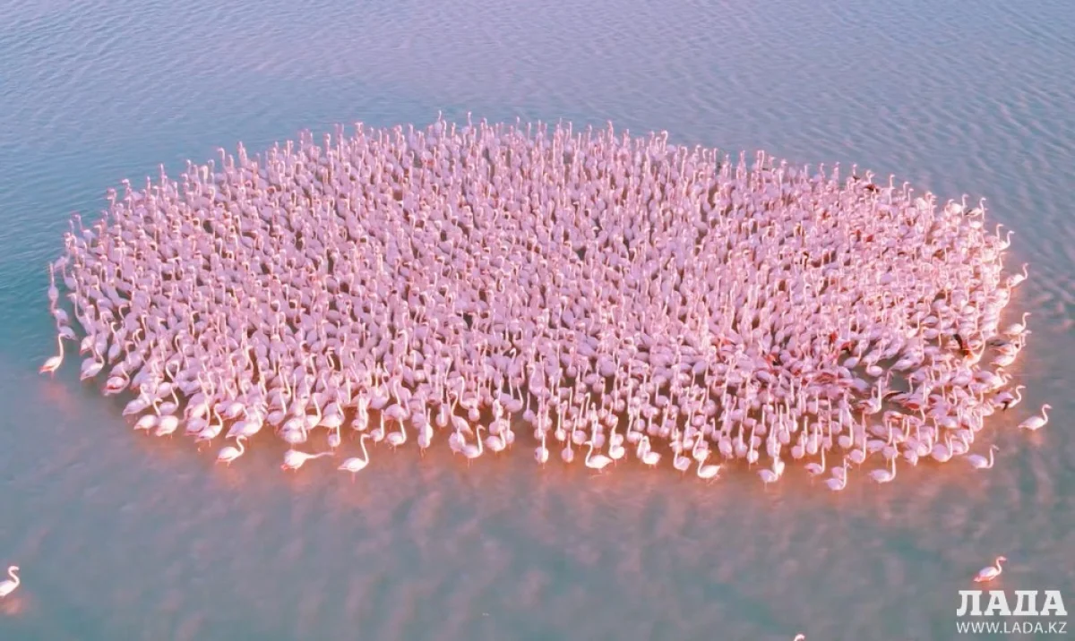 Скрин видео