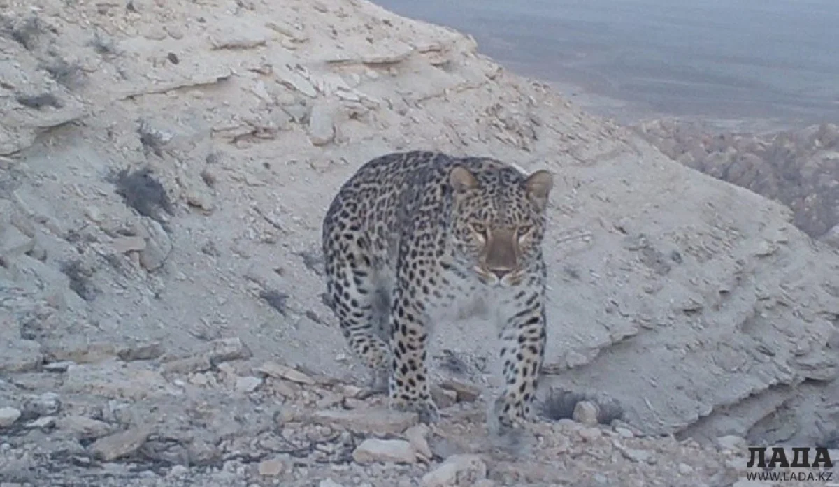 Леопард попал в фотоловушку в Устюртском государственном природном заповеднике