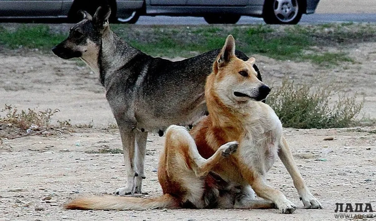 Фото из архива «Лады»