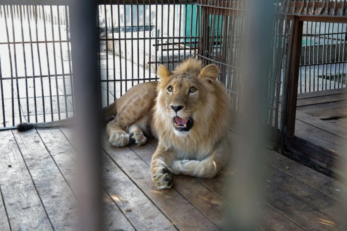 фото из открытых источников