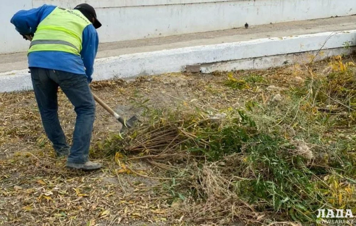 Вырубка зеленых кустарников. Фото предоставила Наталья