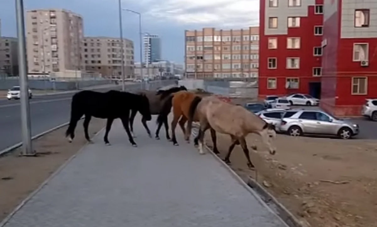 Разгуливающие лошади