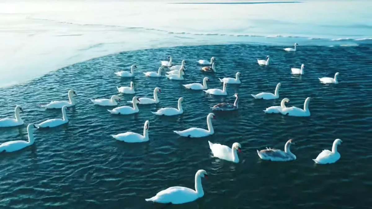 Скриншот видеоматериала