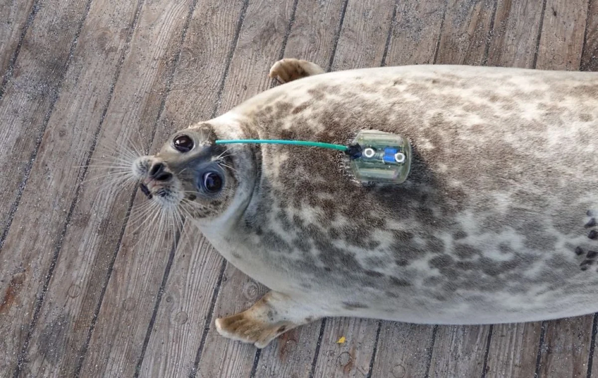 Фото со страницы в Facebook Сакена Дилдахмета