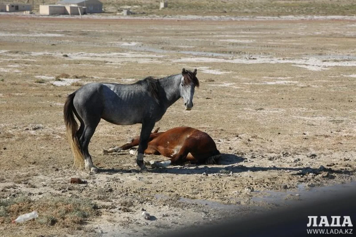 Фото из архива "Лады"