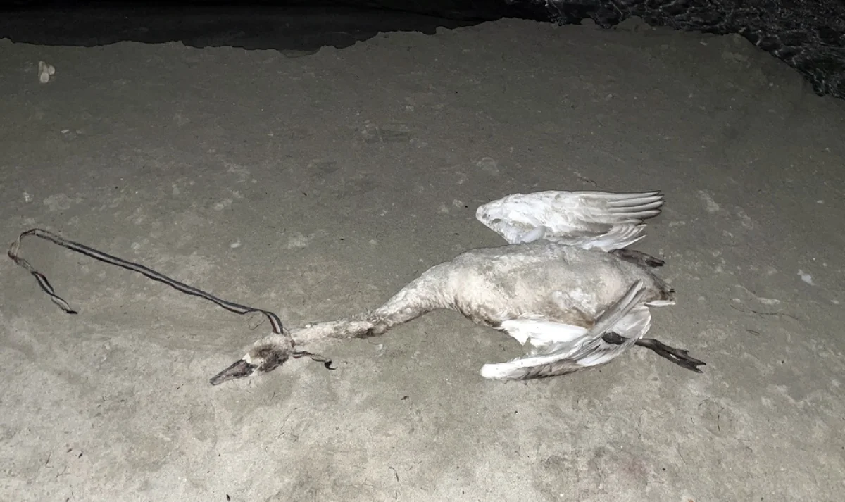 Фото пользователя Lada.kz