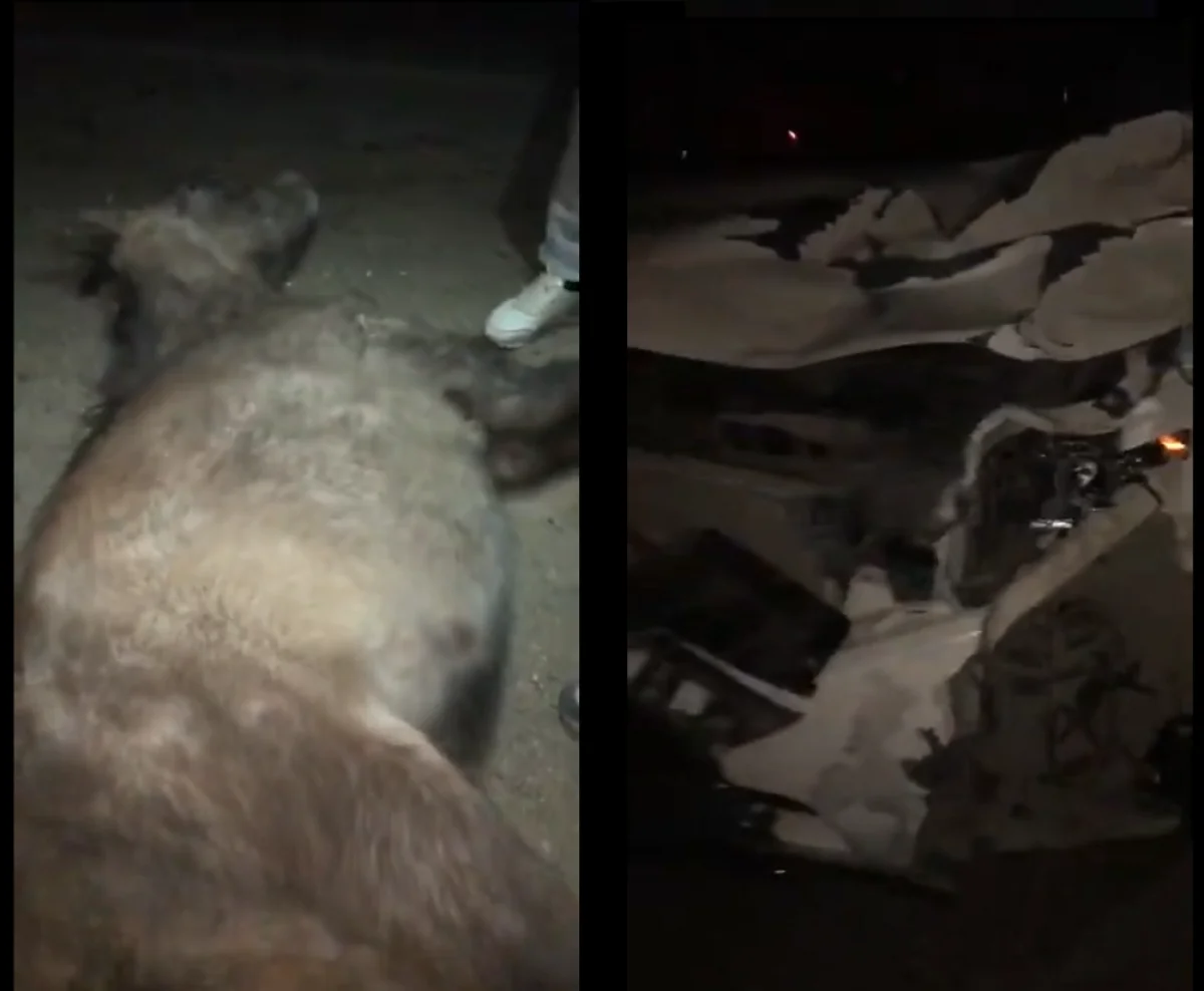 Коллаж из скриншотов видеоматериалов