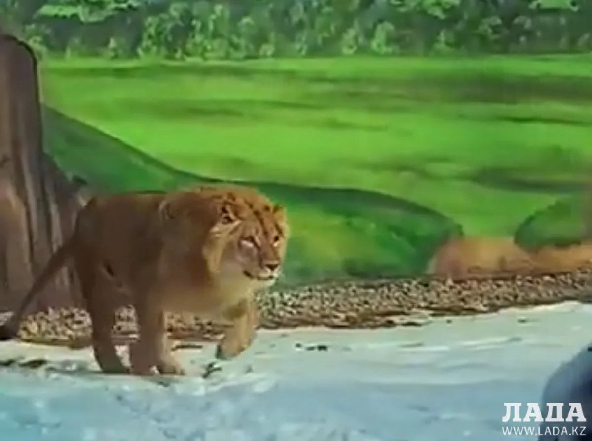 Скриншот видеоматериала