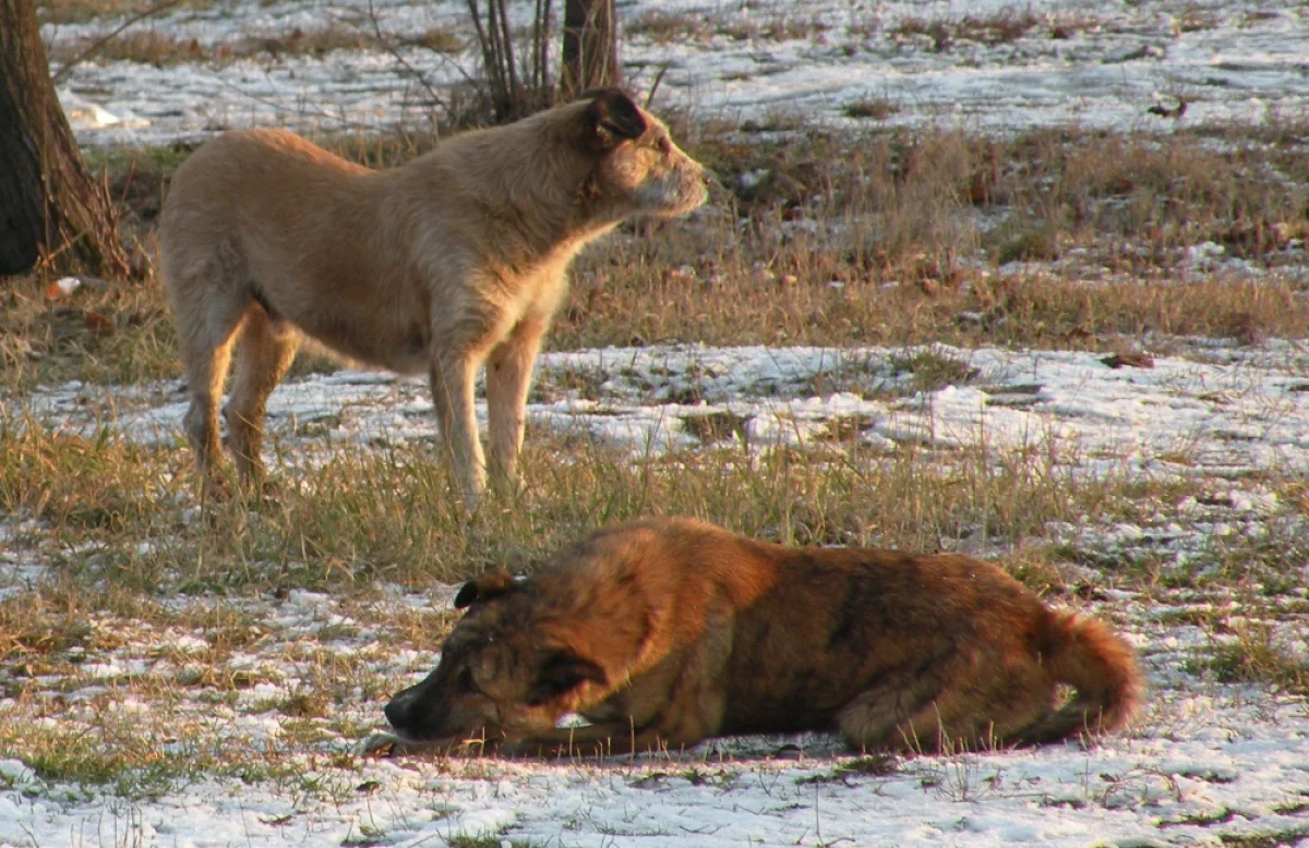 Иллюстративное фото с сайта wikipedia.org