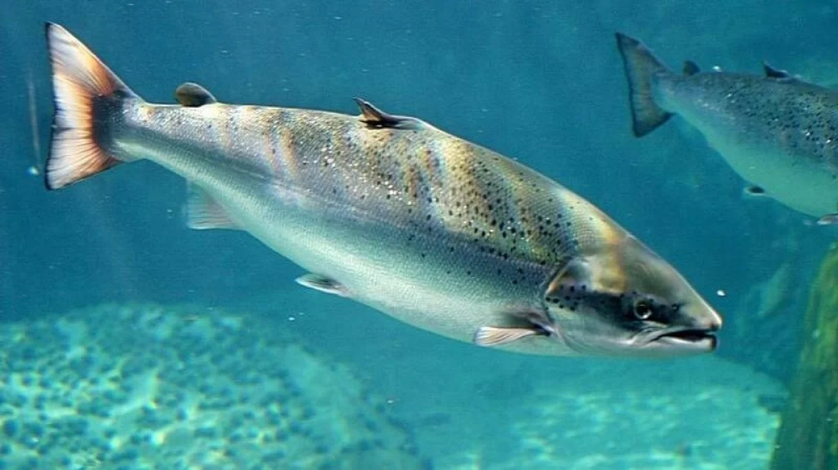 Иллюстративное фото с сайта fish.travel