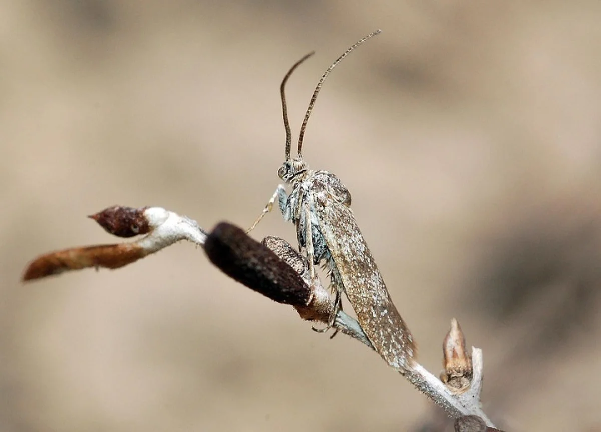 Фото с сайта brill.com