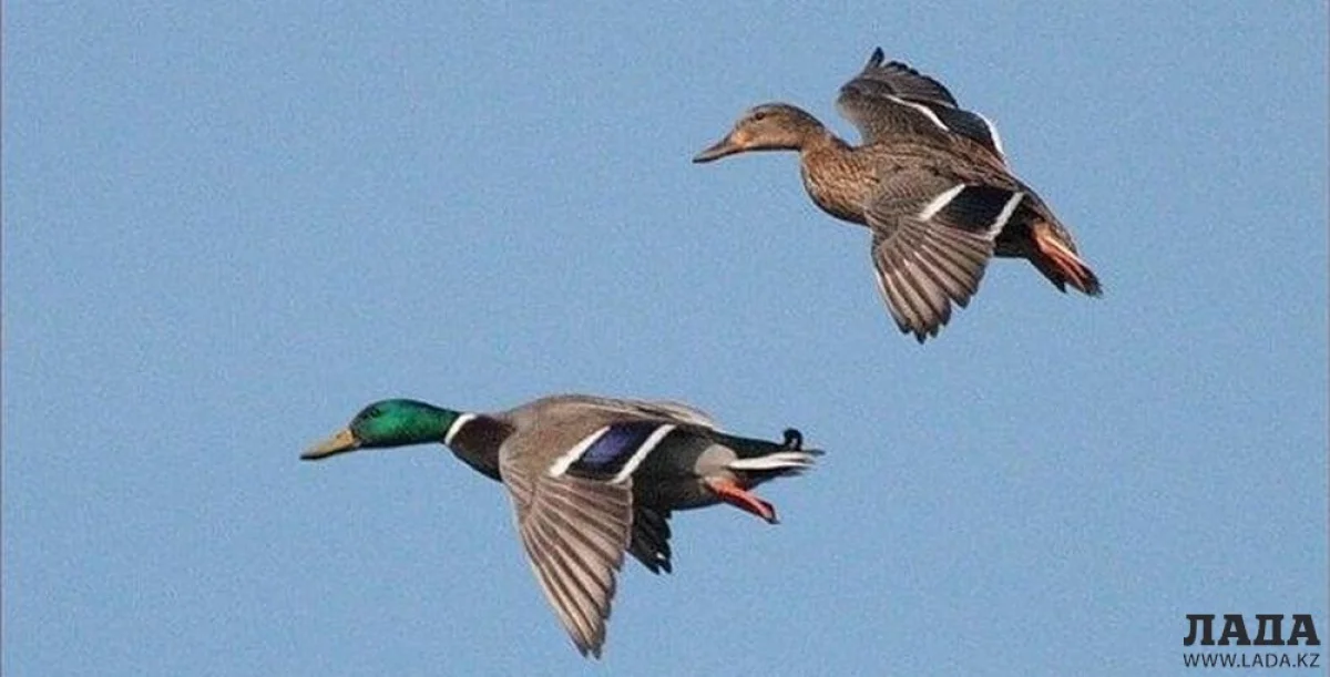 Фото из архива Lada.kz