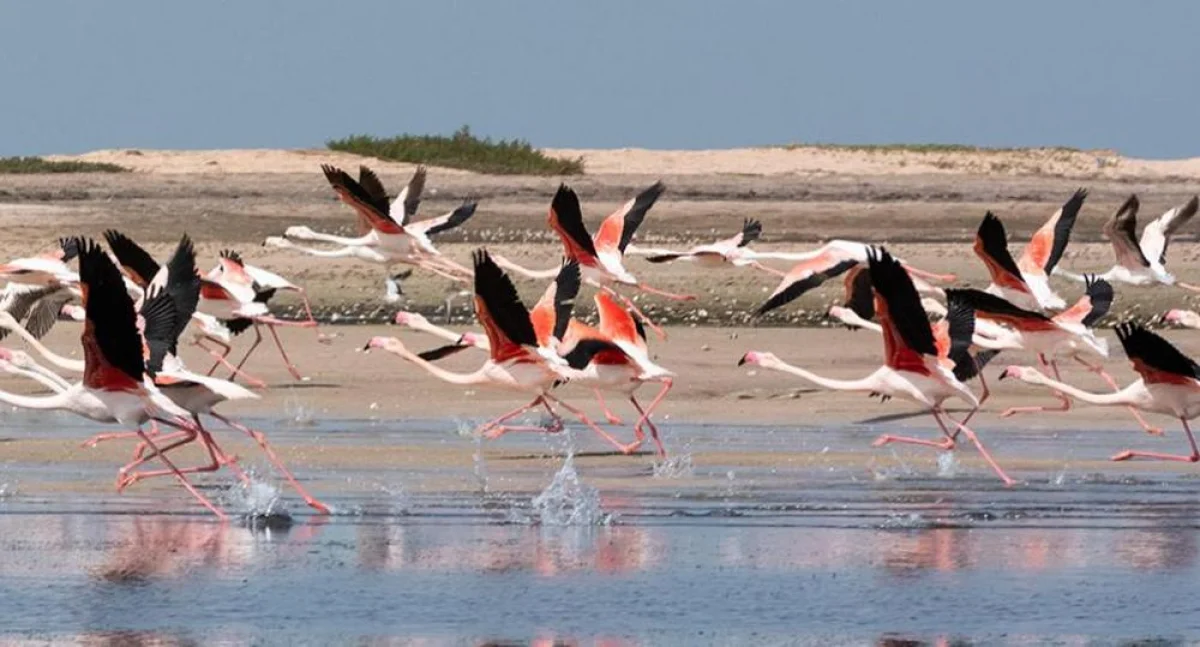 Фото из доступных источников