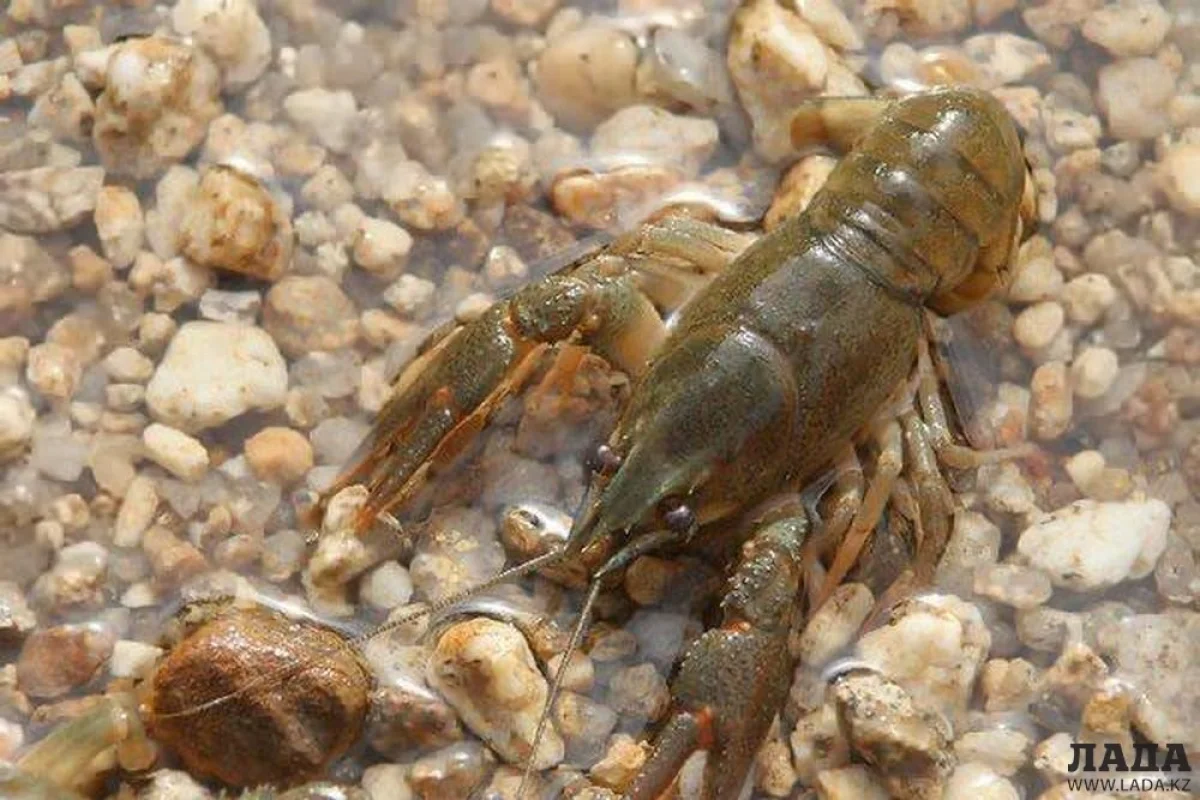 Фото М. Ефанова