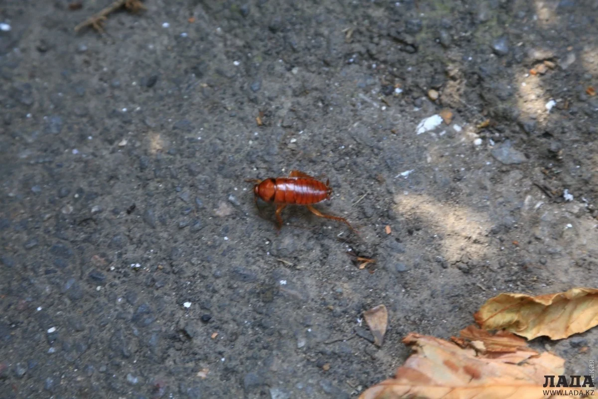 фото из открытых источников