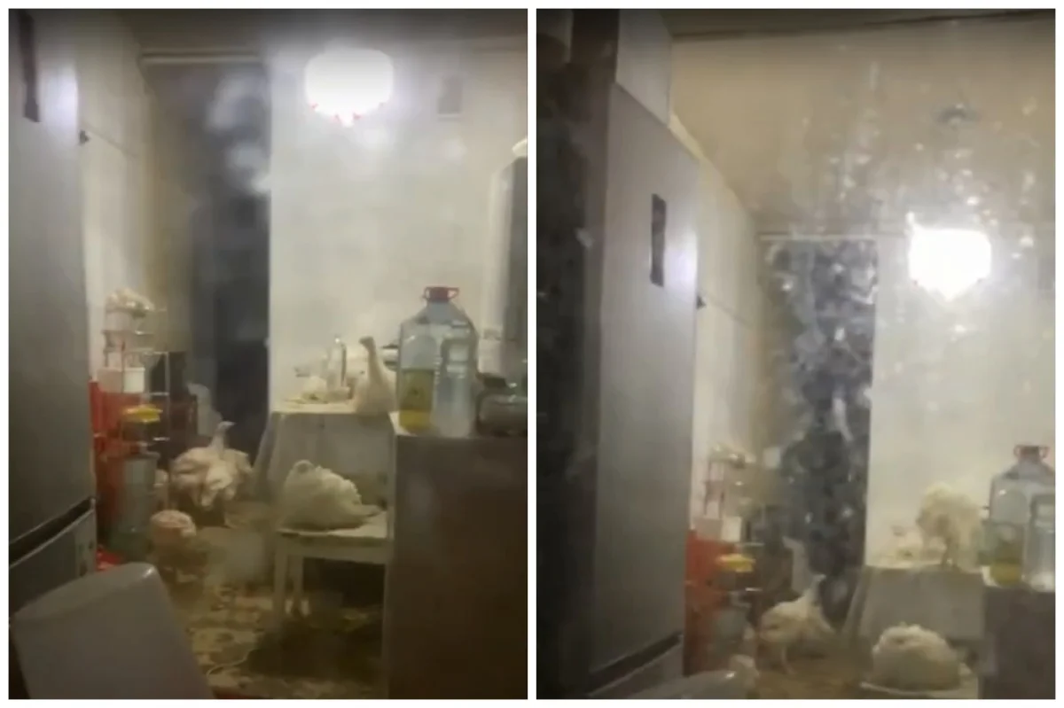 Коллаж из скриншотов видео