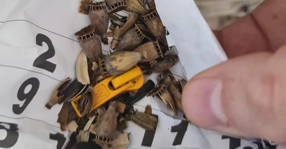 Выявленные наркотические средства. Фото предоставлено пресс-службой ДПС КНБ