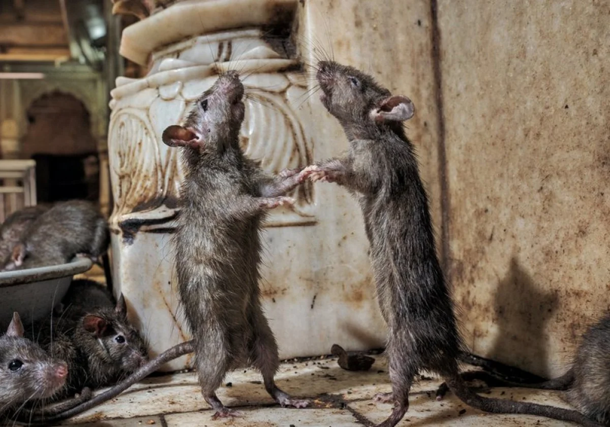 Фото из открытых источников