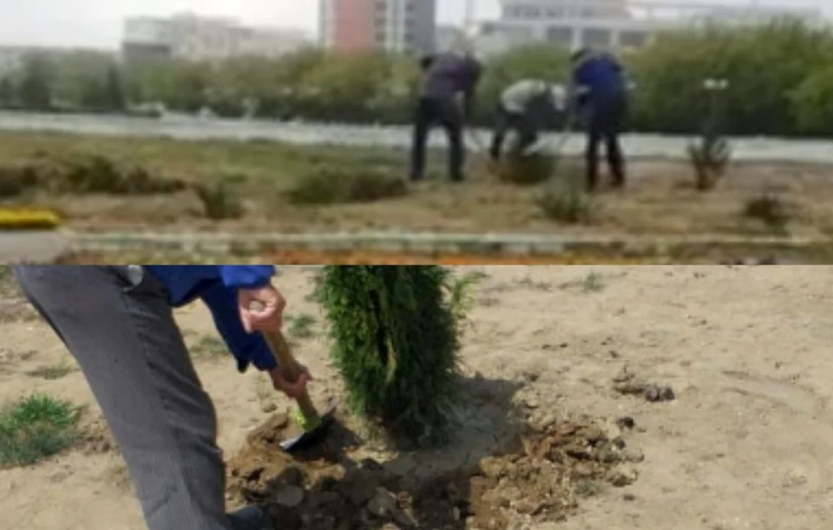 Пересадка молодых деревьев в Актау