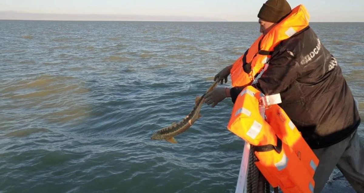 Возвращение в родную стихию. Фото и видео предоставлено Е.Кайбуллиным