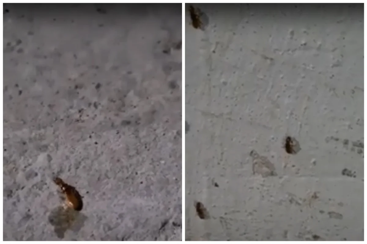 Коллаж из скриншотов видеоматериала