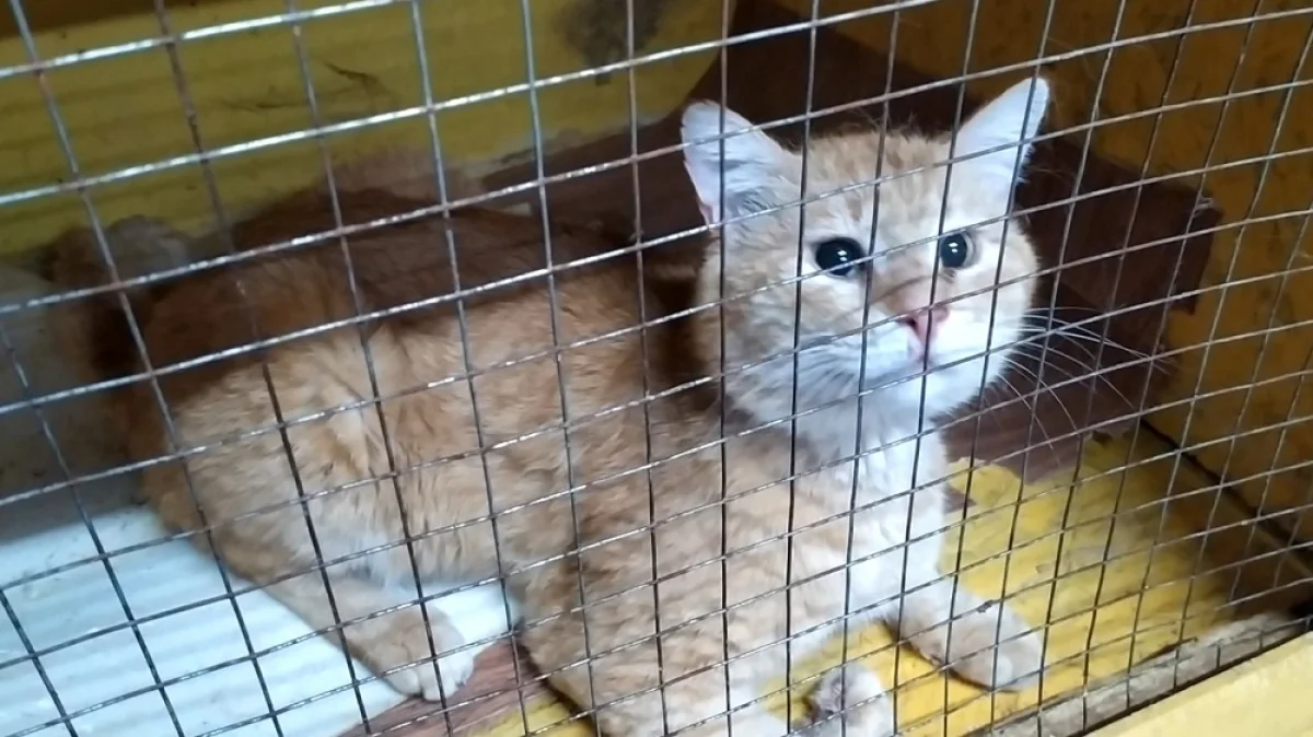 Фото Рашида Исмагилова